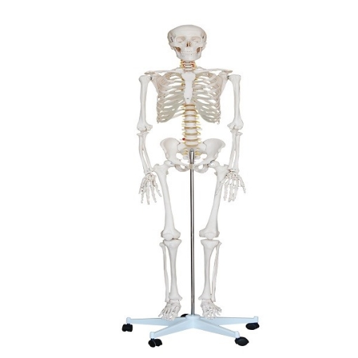 Esqueleto de Tamaño Natural de 180 cm
