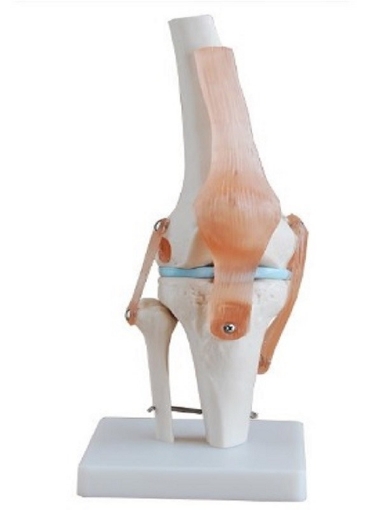 Articulacion de Rodilla con Ligamentos Tamaño Real