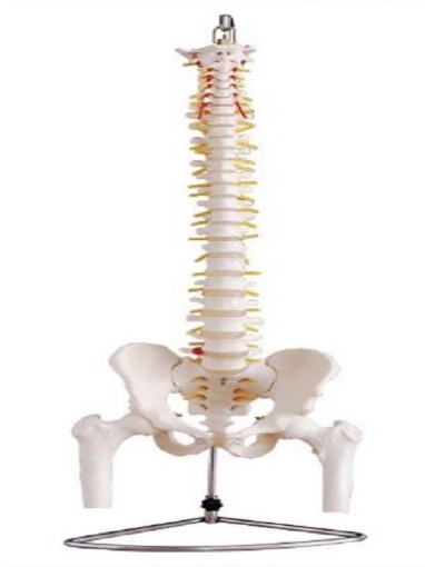 Columna Vertebral con Pelvis y Femur, Tamaño Real