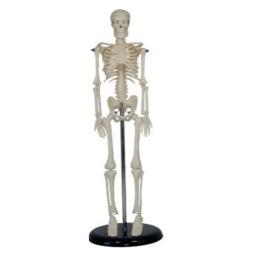 Modelo Anatomico Esqueleto Miniatura de 45 cm